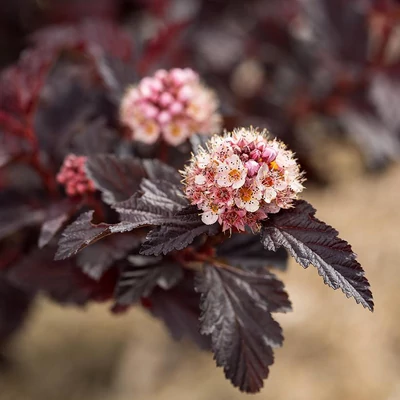 Physocarpus opulifolius 'Fireside' – Bangitalevelű hólyagvessző