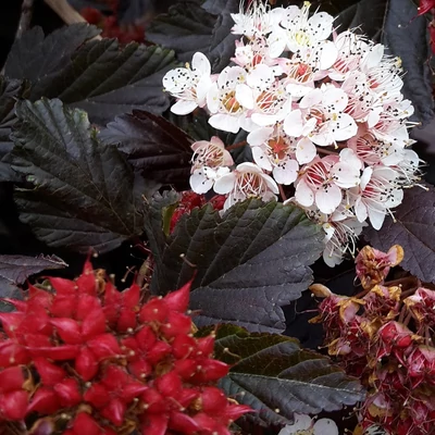 Physocarpus opulifolius 'Red Baron' – Bangitalevelű hólyagvessző