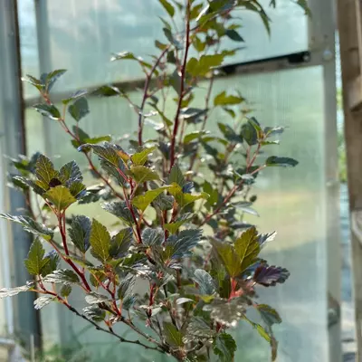 Physocarpus opulifolius 'Red Gnom' – Bangitalevelű hólyagvessző