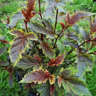 Physocarpus opulifolius 'Reversed Chameleon' – Bangitalevelű hólyagvessző