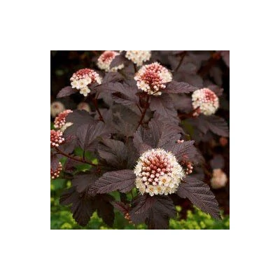 Physocarpus opulifolius 'Shady Lady' – Bangitalevelű hólyagvessző