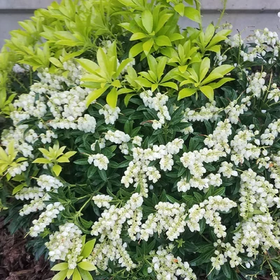 Pieris 'Debutante' – Babérhanga