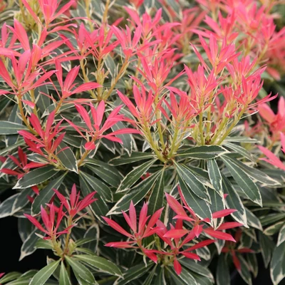 Pieris japonica 'Flaming Silver' – Babérhanga