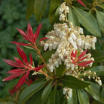 Pieris japonica 'Forest Flame' – Babérhanga