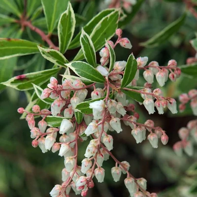 Pieris japonica 'Little Heath' – Babérhanga