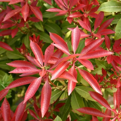 Pieris japonica 'Red Mill' – Babérhanga