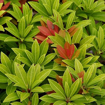 Pieris japonica 'Sarabande' – Babérhanga