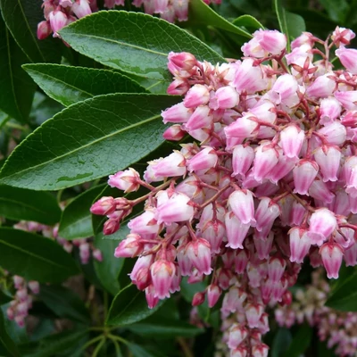 Pieris japonica 'Valley Rose' – Babérhanga