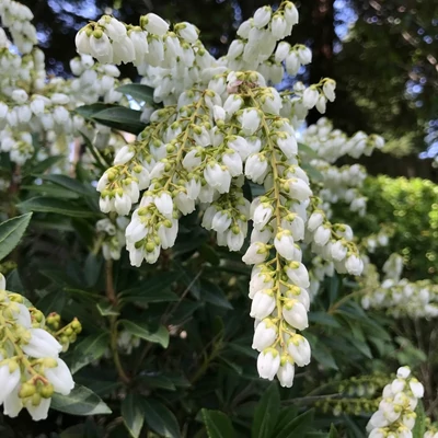 Pieris 'Prelude' – Babérhanga