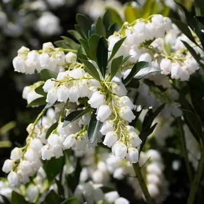 Pieris 'Temple Bells' – Babérhanga