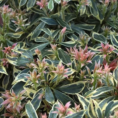 Pieris 'White Rim' – Babérhanga