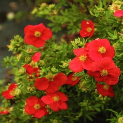 Potentilla fruticosa 'Red Favourite' – Cserjés pimpó
