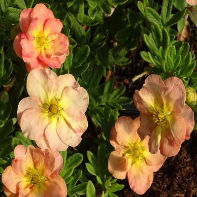 Potentilla fruticosa 'Bella Apple'® (syn.: 'Hachapple') – Cserjés pimpó
