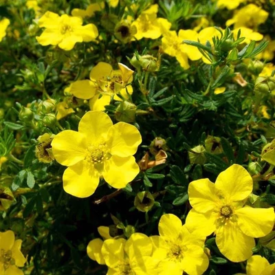 Potentilla fruticosa 'Bella Lindsey' (syn.: 'Hendlin') – Cserjés pimpó