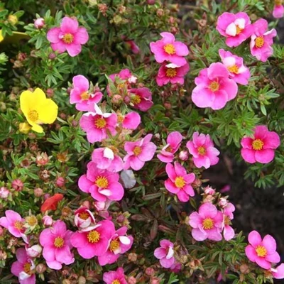 Potentilla fruticosa 'Bella Rosa'® (syn.: 'Hachlila') – Cserjés pimpó