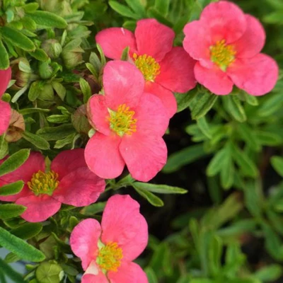 Potentilla fruticosa 'Bellissima' (syn.: 'Hachliss') – Cserjés pimpó