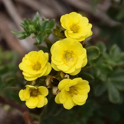 Potentilla fruticosa 'Citrus Tart' (syn.: 'Bailcitrus') – Cserjés pimpó