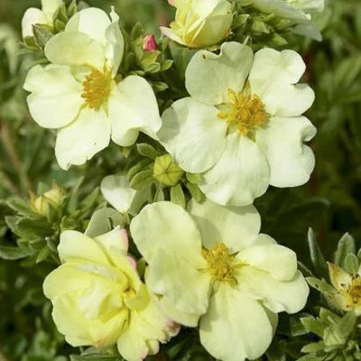 Potentilla fruticosa 'Cream'Issima' – Cserjés pimpó
