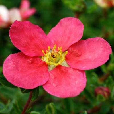Potentilla fruticosa 'Danny Boy' (syn.: 'Lissdan') – Cserjés pimpó