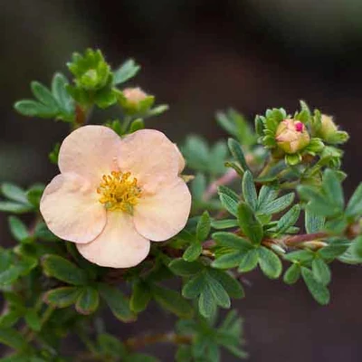 Potentilla fruticosa 'Day Dawn' – Cserjés pimpó