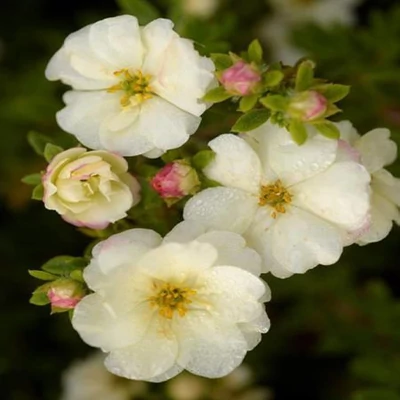 Potentilla fruticosa 'Double Punch Cream' (syn.: 'Mincrero01') – Cserjés pimpó
