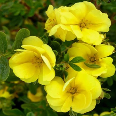 Potentilla fruticosa 'Double Punch Gold' – Cserjés pimpó