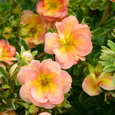 Potentilla fruticosa 'Double Punch Peach' – Cserjés pimpó