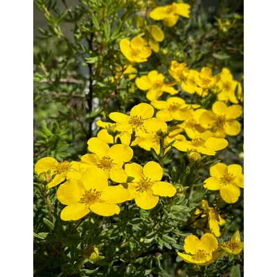 Potentilla fruticosa 'Elizabeth' (syn.: 'Arbuscula', 'Sutter’s Gold') – Cserjés pimpó