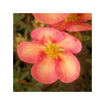 Potentilla fruticosa 'Glamour Girl' – Cserjés pimpó