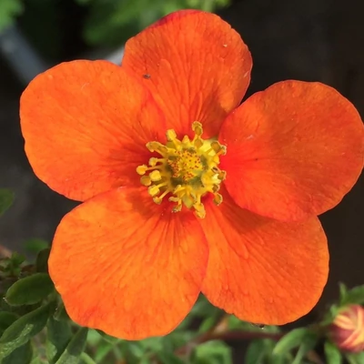 Potentilla fruticosa 'Hopleys Orange' – Cserjés pimpó