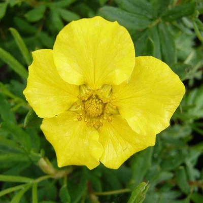 Potentilla fruticosa 'Jackman' (syn.: 'Jackman's Variety') – Cserjés pimpó