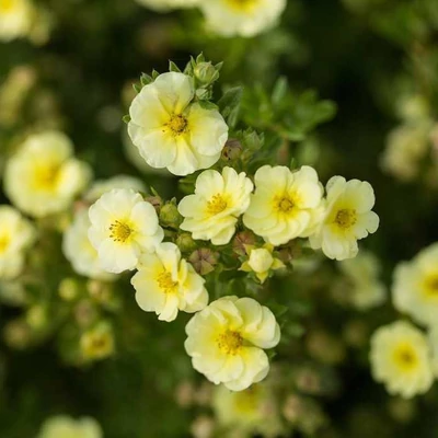 Potentilla fruticosa 'Lemon Meringue' (syn.: 'Bailmeringue') – Cserjés pimpó