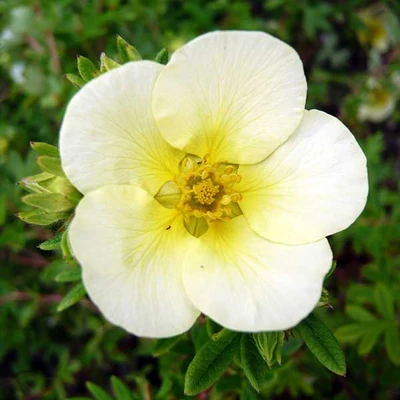 Potentilla fruticosa 'Limelight' (syn.: 'Lemon and Lime') – Cserjés pimpó