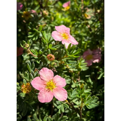 Potentilla fruticosa 'Lovely Pink'® – Rózsaszín virágú cserjés pimpó