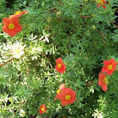Potentilla fruticosa 'Lucas Red' – Cserjés pimpó