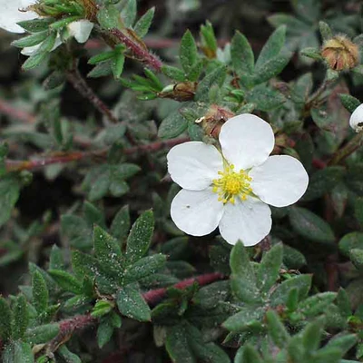 Potentilla fruticosa mandshurica (Syn. P. fruticosa 'Manchu') – Pimpó