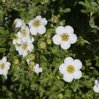 Potentilla fruticosa 'Mount Everest' – Cserjés pimpó