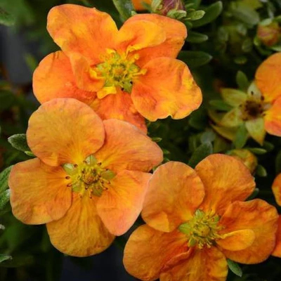 Potentilla fruticosa 'Orang'issima' – Cserjés pimpó