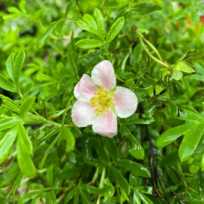 Potentilla fruticosa 'Pink Beauty' – Rózsaszín virágú cserjés pimpó