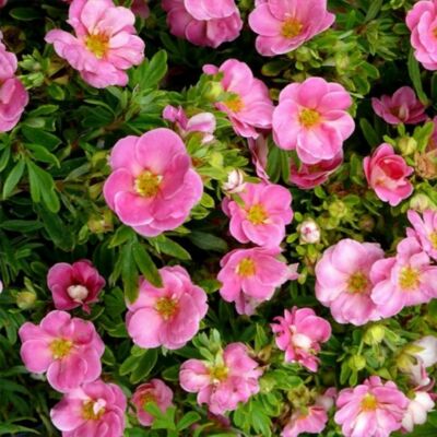 Potentilla fruticosa 'Pink Paradise' – Féltelt, rózsaszín virágú cserjés pimpó