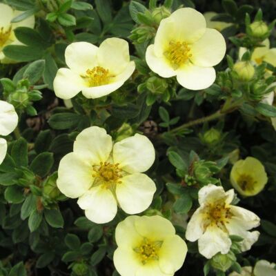 Potentilla fruticosa 'Primrose Beauty' – Világossárga virágú cserjés pimpó
