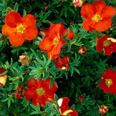 Potentilla fruticosa 'Red Joker' – Cserjés pimpó