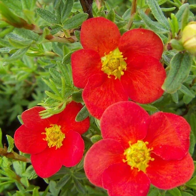 Potentilla fruticosa 'Red Lady' – Cserjés pimpó