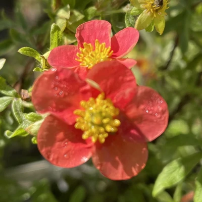 Potentilla fruticosa 'Red'Issima' (syn. 'Minrouge01') – Cserjés pimpó