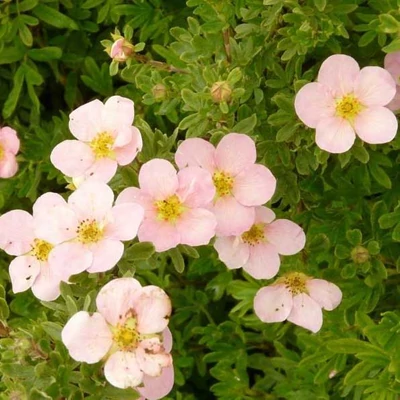 Potentilla fruticosa 'Rosea' – Cserjés pimpó