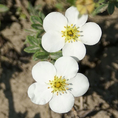 Potentilla fruticosa 'Snowflake' – Cserjés pimpó