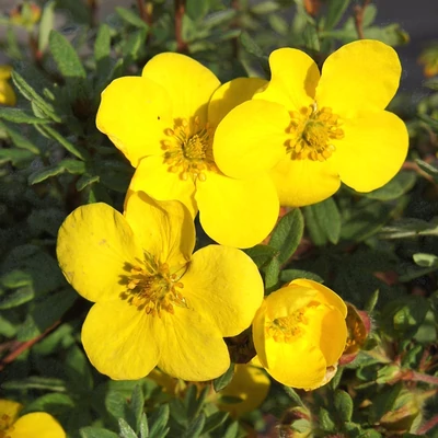 Potentilla fruticosa 'Sommerflor' – Cserjés pimpó