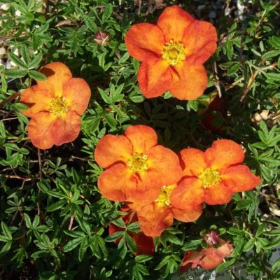 Potentilla fruticosa 'Tangerine' – Narancssárga virágú cserjés pimpó