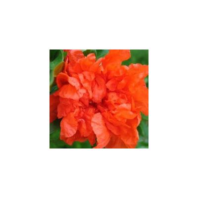 Punica granatum 'Maxi Rubra' - Teltvirágú dísz-gránátalma
