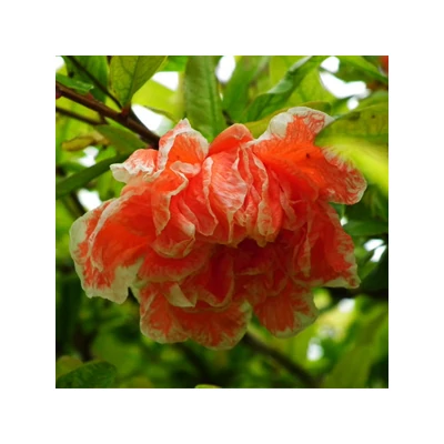 Punica granatum 'Plena' – Teltvirágú gránátalma (dísz)